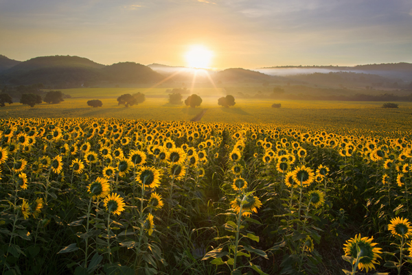 zonnebloemen